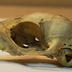 Cranium: Squirrel Cranium with Teeth Intact