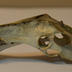 Cranium:  Squirrel Cranium without Teeth