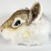 Clothing: Squirrel mask